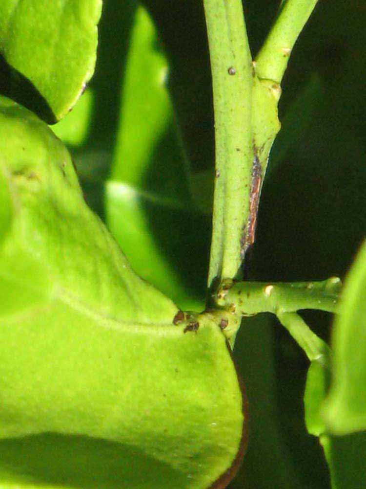            First year twig (Winter Haven, FL)   